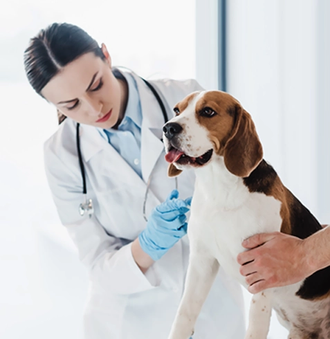 Gümüşpala Veteriner